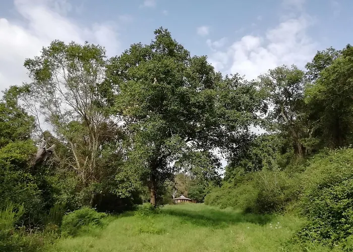 Tree House Da Lage