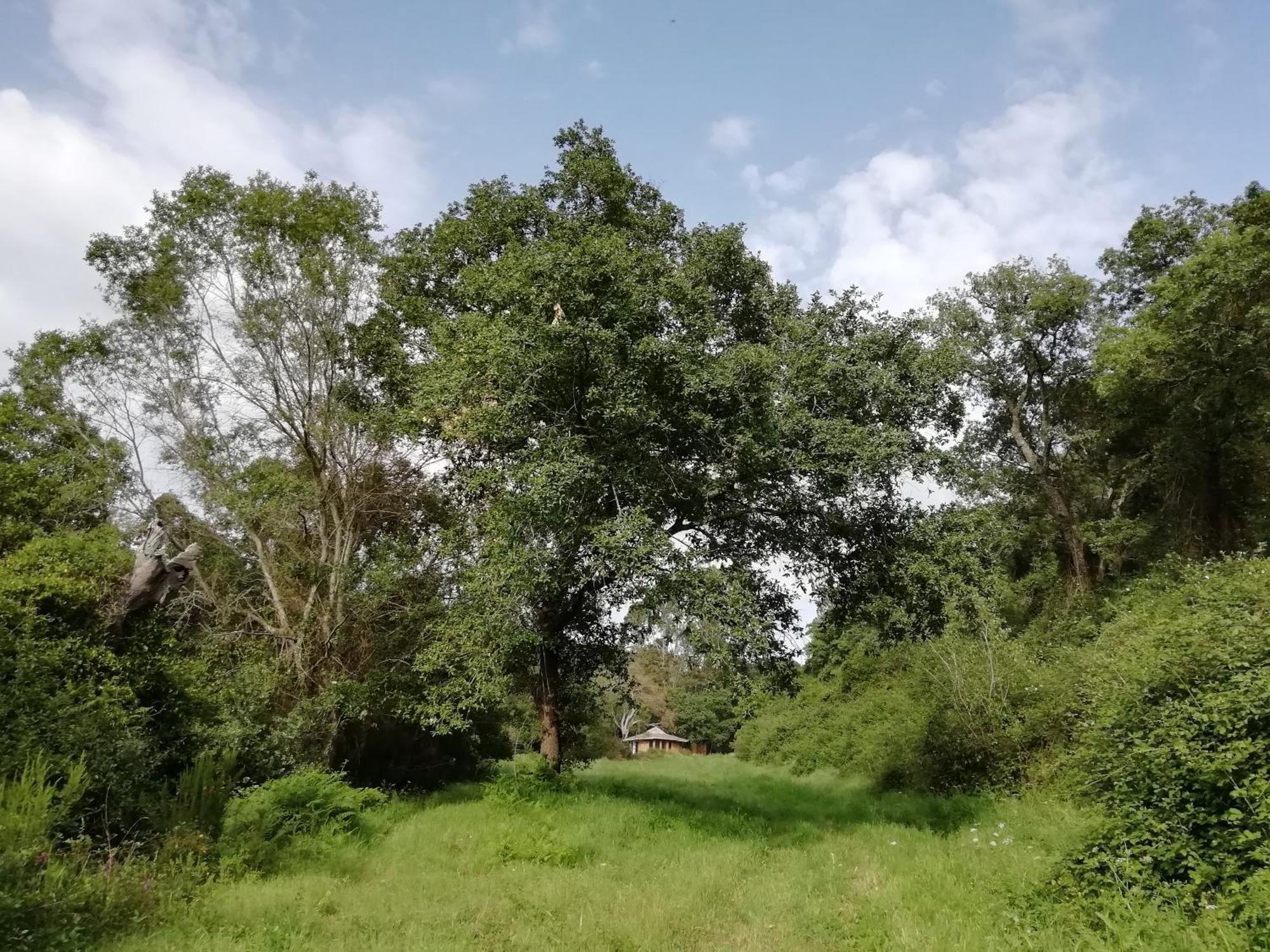Tree House Da Lage *