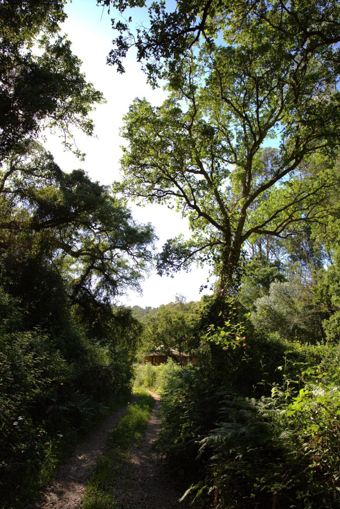 Tree House Da Lage Campsite