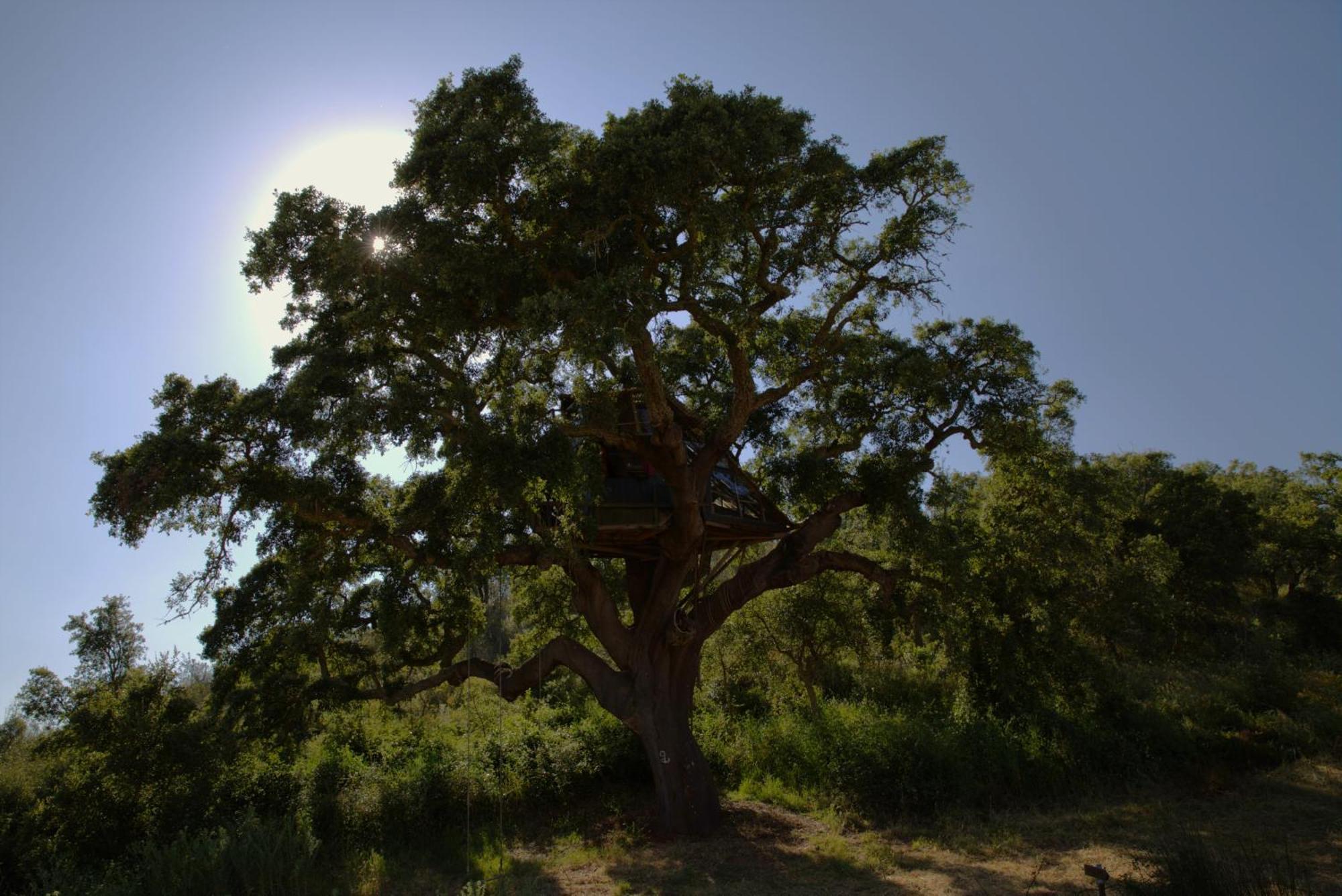 Campsite Tree House Da Lage *